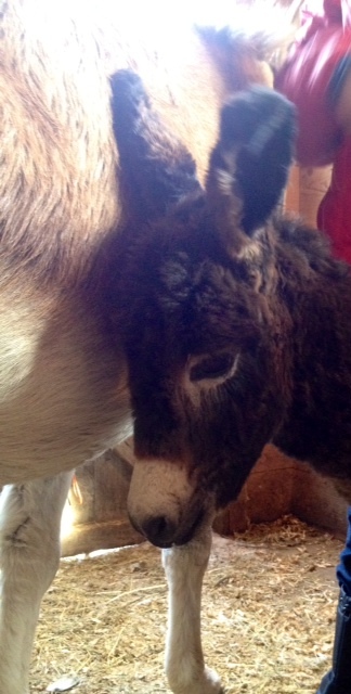 A foal born Dec. 25 at the Animal Rescue Unit in Bridgton is named Dominic after a donkey in an Italian Christmas carol.