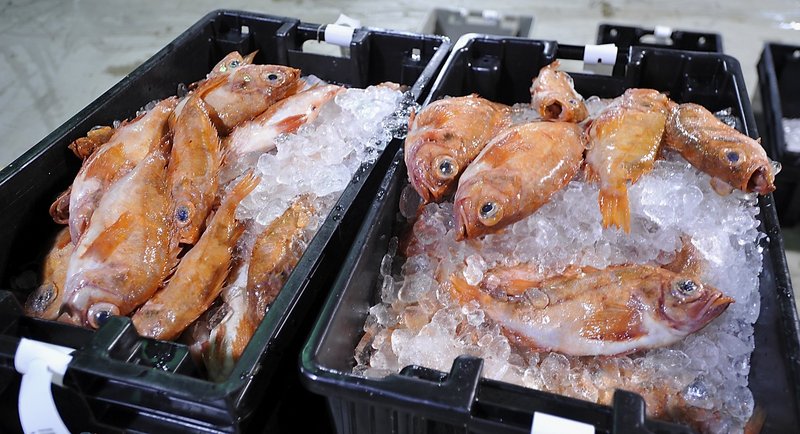A fresh catch of groundfish lament their future as they await the auction at the Portland Fish Pier in March 2011. New England fishermen will have to wait several more weeks, at least, to learn whether Congress will provide federal aid to the region's struggling groundfishing industry.