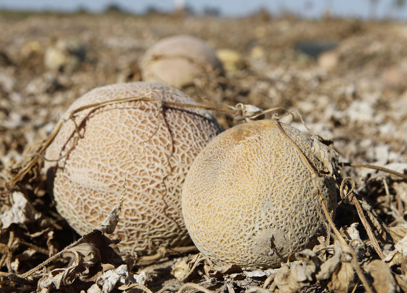 This Sept. 28, 2011 photo shows cantaloupes rotting in a Colorado field. The U.S. Food and Drug Administration proposed the most sweeping food safety rules in decades, requiring farmers and food companies to be more vigilant in the wake of deadly outbreaks.