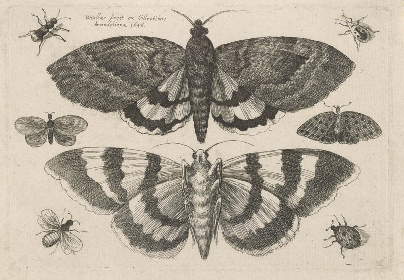 “Two Moths and Six Insects, from Muscarum, Scarabeorum,” by Wenceslaus Hollar, Bohemian, 1646 etching.
