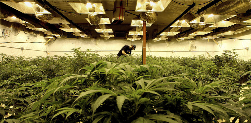 In a former bus barn near Denver, marijuana plants grow on camera, part of an intense security system that marks Colorado’s medical-marijuana industry.