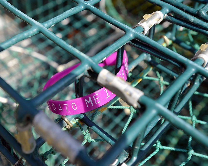 A lobster tag is shown in a lobster trap at Cook’s Lobster Pound dock. The state has a new contractor to make tags for lobster traps.