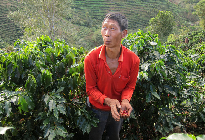 Farmer Fu Xiafeng harvests red coffee berries last month at a plantation owned by Ai Di Group, China’s largest coffee producer and exporter. The company is partnering with Starbucks to grow local beans.