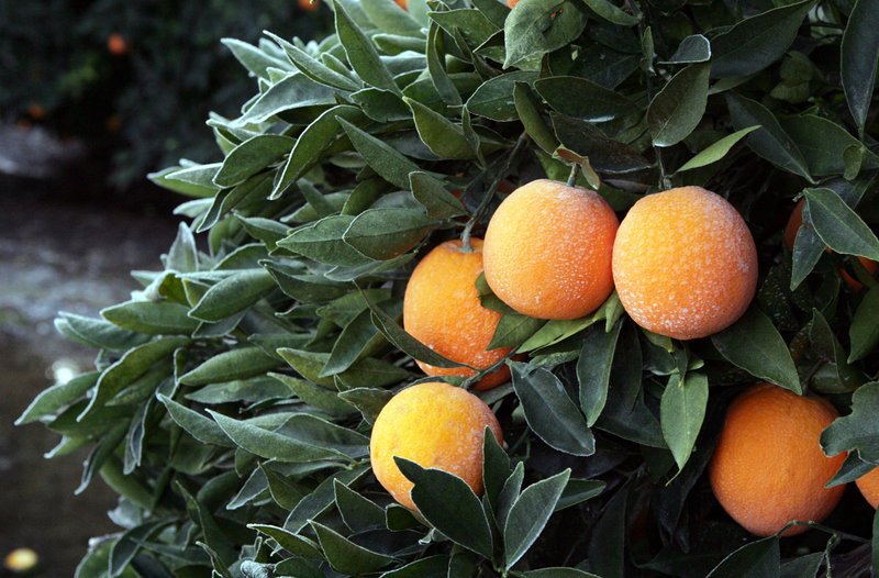 Prolonged temperatures in the mid-20s in California are threatening to damage the $1.5 billion citrus industry.