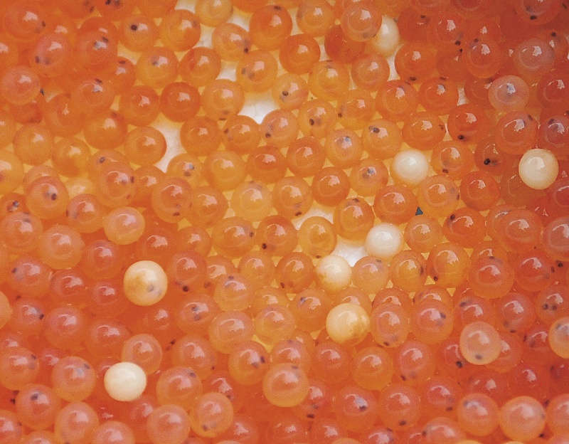 Atlantic salmon eggs are ready to be planted by Maine Department of Marine Resources biologists Jan. 15 in the Sheepscot River in Palermo.