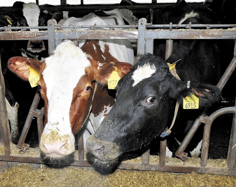 Cows at Stonyvale Farm in Exeter are part of a dairy and energy enterprise.