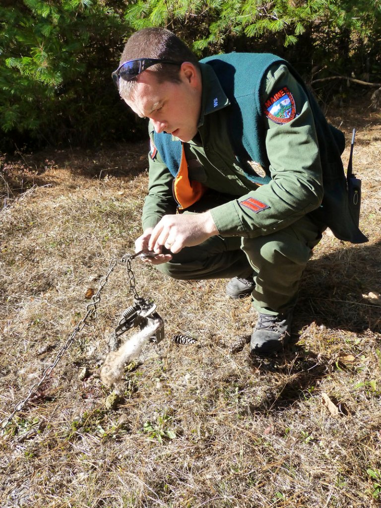 Warden Alan Curtis checks a trap "Downeast". Featured in March episode of 'North Woods Law.'