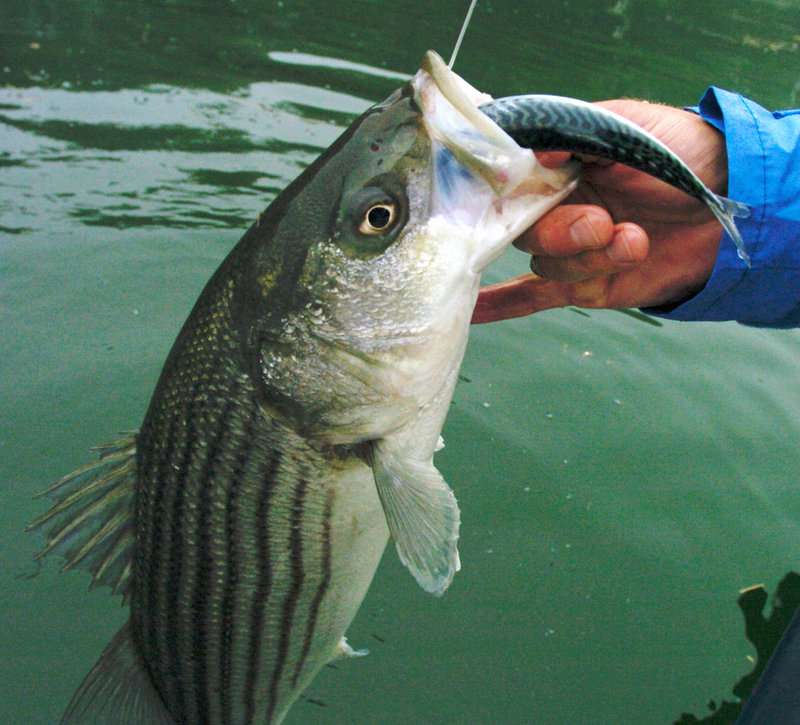 Prize striped bass like this one are becoming a rarity as poor spawning in the Chesapeake and overfishing have significantly reduced what once was a thriving species.