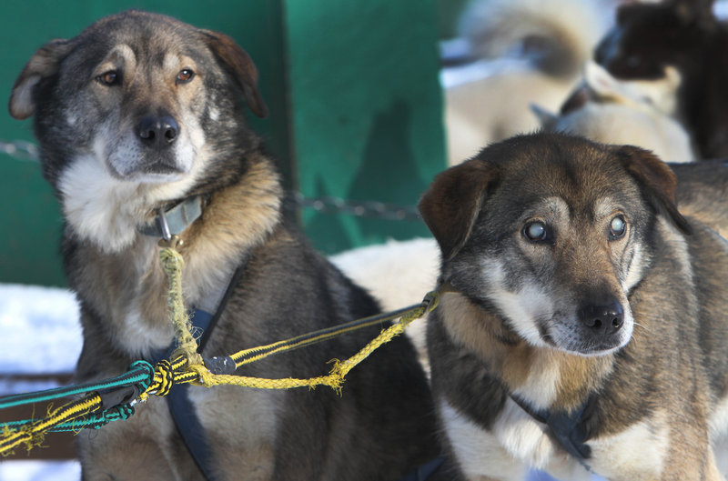 Despite the loss of his sight, Gonzo, right, remains an active member of Muddy Paw Sled Dog Kennel in New Hampshire, pulling sleds alongside his brother, Poncho.