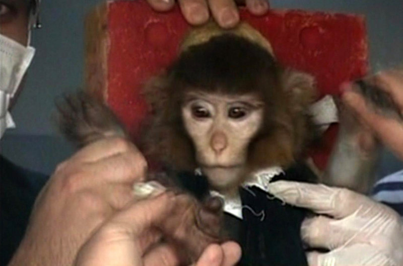 Scientists in Iran tend to a monkey prior to a space launch Monday. According to a brief report on state TV, the monkey was sent up to a height of 72 miles on board a rocket dubbed Pishgam, or Pioneer in Farsi.