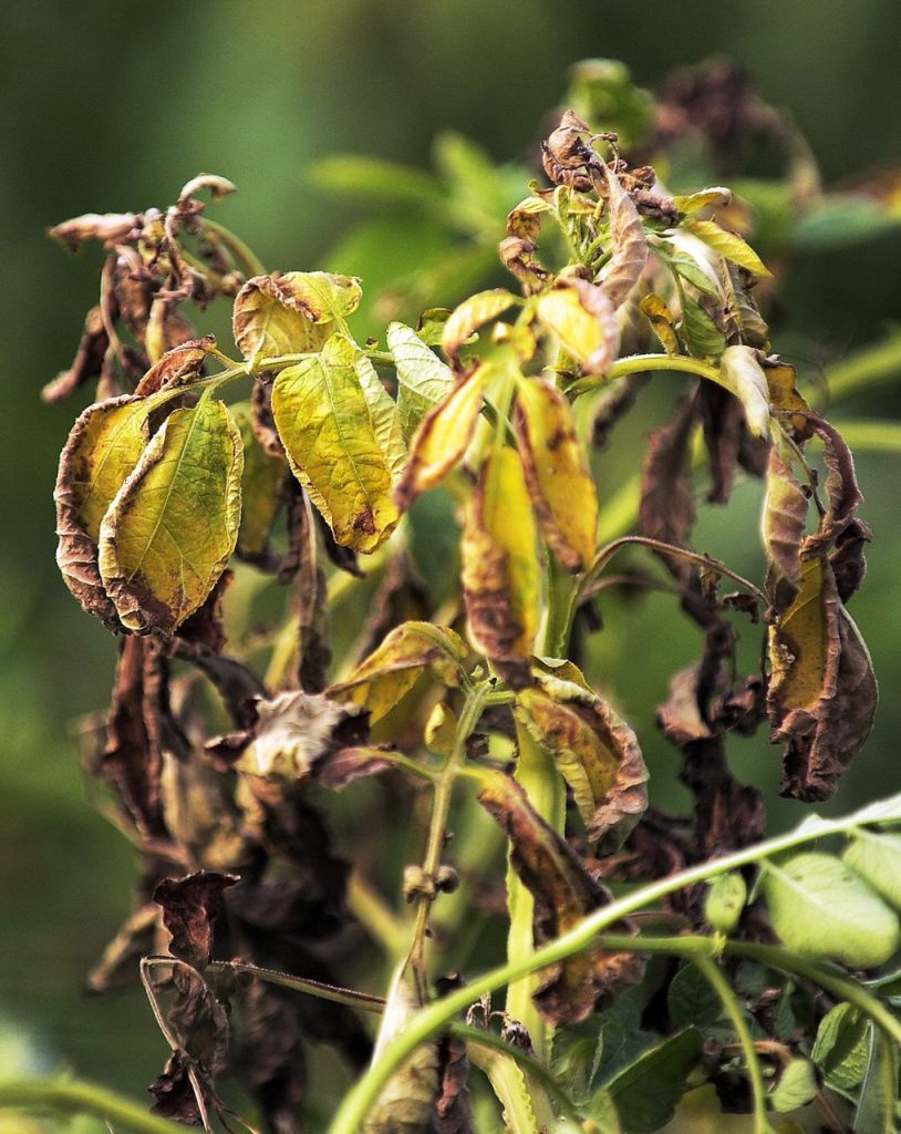 Heat scorched many potato plants in Arostook County last summer. Here, one of Matthew Porter's Presque Isle crop shows signs of too much sun with its withered leaves on August 30, 2012.
