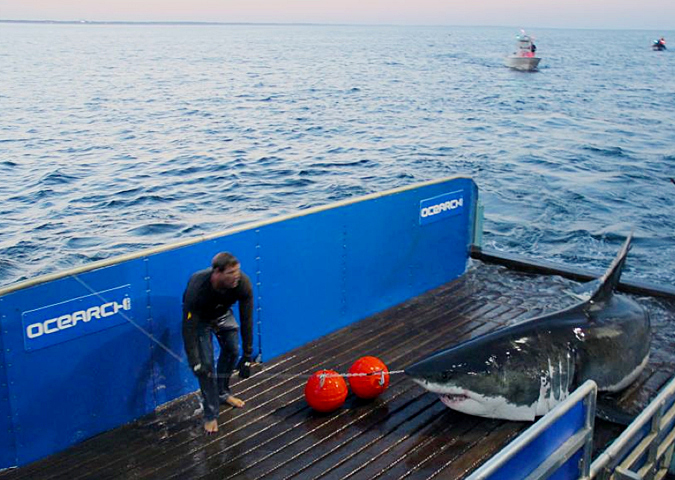 This photo provided by OCEARCH shows scientists tagging a great white shark off Cape Cod. 