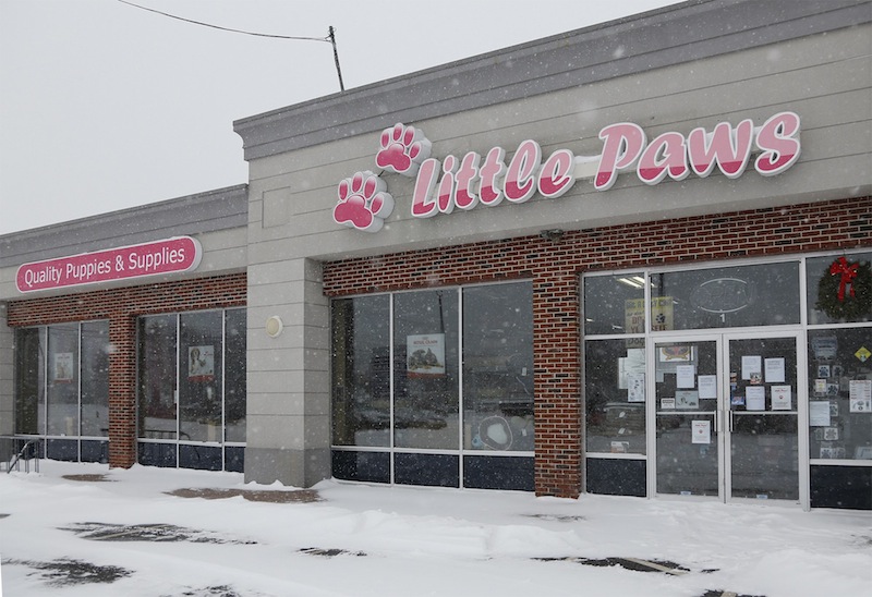 The state has put the Little Paws Pet Shop in Scarborough under quarantine because a puppy sold there died after testing positive for parvovirus and giardia. Photographed on Friday, Feb. 8, 2013.