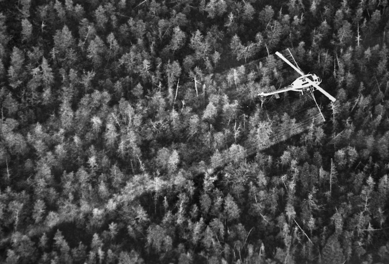 In this May 1981 file photo, a helicopter sprays insecticide to combat spruce budworms in Long A Township, Maine. Three decades ago the spruce budworm wreaked devastation on Maine's forests, defoliating the state's abundant fir and spruce trees. Entomologists say the 30-year cycle for infestations means the bugs may soon descend upon Maine again. (AP Photo/Pat Wellenbach, File)