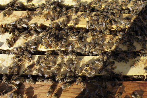 Honeybees cluster on top of the frames of an opened hive in an almond orchard near Turlock, Calif. Bee brokers, beekeepers and almond growers around the state say there is a shortage of healthy bees for this year's almond pollination, which starts mid-February.