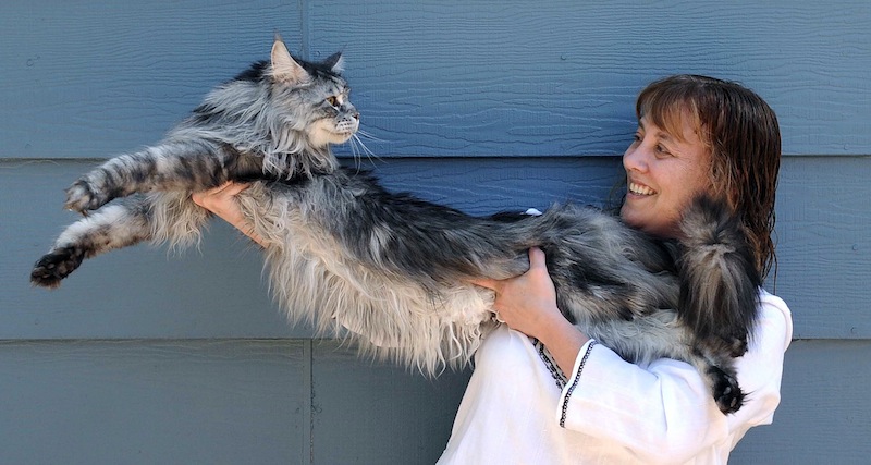 In this file photo taken July 1, 2009, Robin Henderson stretches out her Maine Coon cat Stewie outside of her home in Reno, Nev. The Reno owner of the longest domestic cat in the world says Stewie died Monday, Feb. 4, 2013 after a yearlong battle with cancer. Guinness World Records declared Stewie the record-holder in August 2010, measuring 48.5 inches from the tip of his nose to the tip of his tail. (AP Photo/Reno Gazette-Journal, Andy Barron)