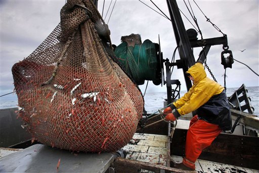 In this Friday, Jan. 6, 2012 photo, James Rich maneuvers a bulging net full of northern shrimp caught in the Gulf of Maine. (AP Photo/Robert F. Bukaty)