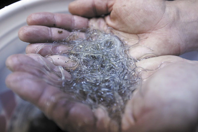 In this April 2012 file photo, a handful of elvers are displayed by a buyer in Portland. The baby eels are shipped to Asia for a healthy profit, where they will grow to adults and be sold as food.