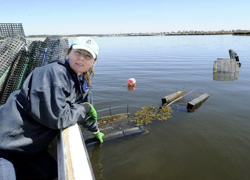 Abigail Carroll of Nonesuch Oysters, shown in 2011 at an oyster farming site on the Scarborough River, wants to run a nursery for oysters off the pier at Pine Point Beach.