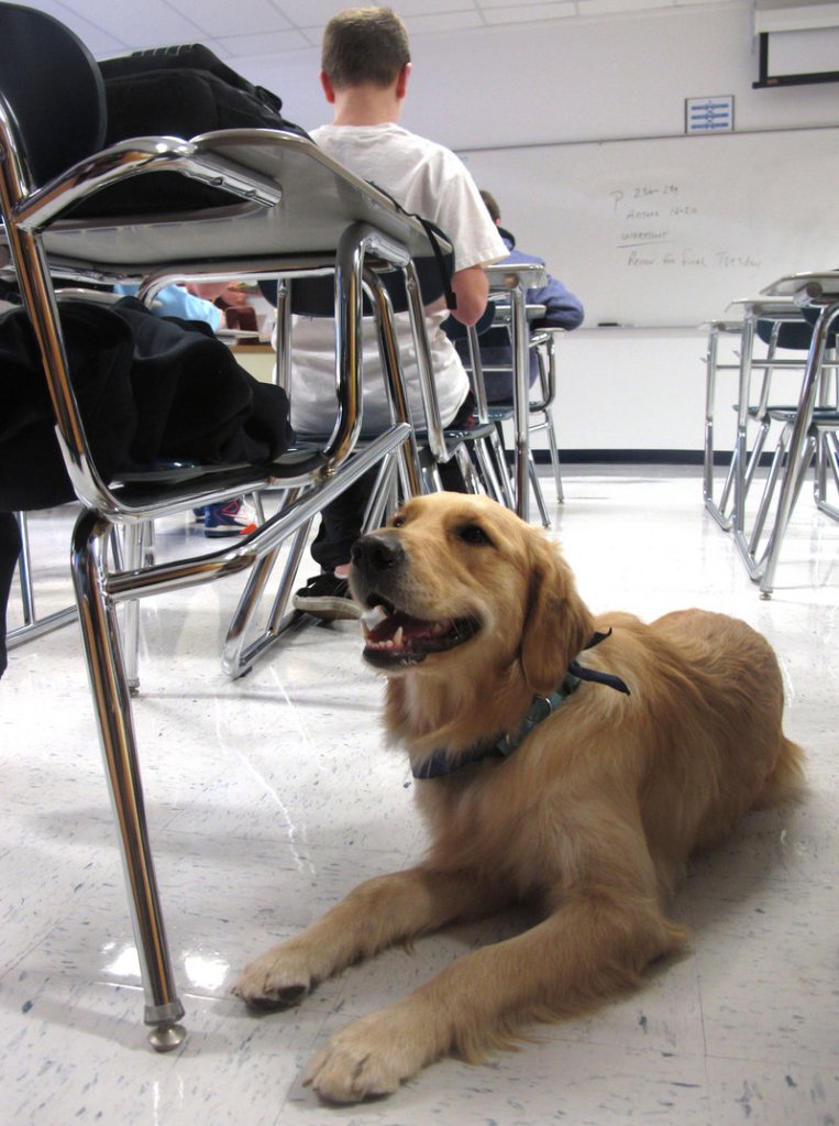 Junie, a therapy dog, awaits attention from students at Prospect High School in Mt. Prospect, Ill.