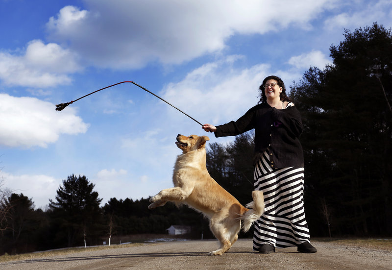 Lush, a golden retriever, jumps for a training toy swung by owner Jill Simmons in their Falmouth driveway. Lush will be among the Maine dogs competing in the Westminster dog show in New York City this week.