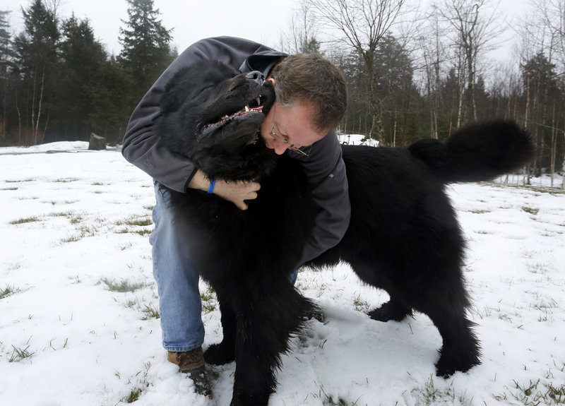 Quincy, a Newfoundland, receives a hug from owner Todd Bennett while playing at their Washington home. Quincy was ranked 12th in the country for his breed in 2012 and will be competing in the Westminster Kennel Club Dog Show.