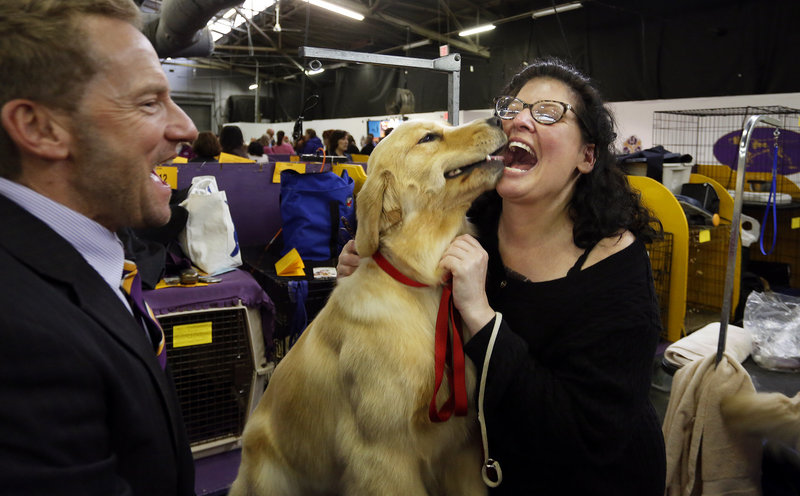 Jill Simmons of Falmouth, at right, celebrates after reuniting with her golden retriever Lush, center, who took part in the best of breed competition at the 137th annual Westminster Kennel Club Dog Show at Pier 94 in New York City, New York, Tuesday, February 12, 2013. At left is Lush's handler Graeme Burdon.