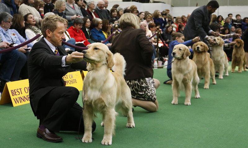 Handler Graeme Burdon prepares Lush, a golden retriever owned by Jill Simmons of Falmouth, to compete in the best of breed competition at the 137th annual Westminster Kennel Club Dog Show at Pier 94 in New York City, New York, Tuesday, February 12, 2013.