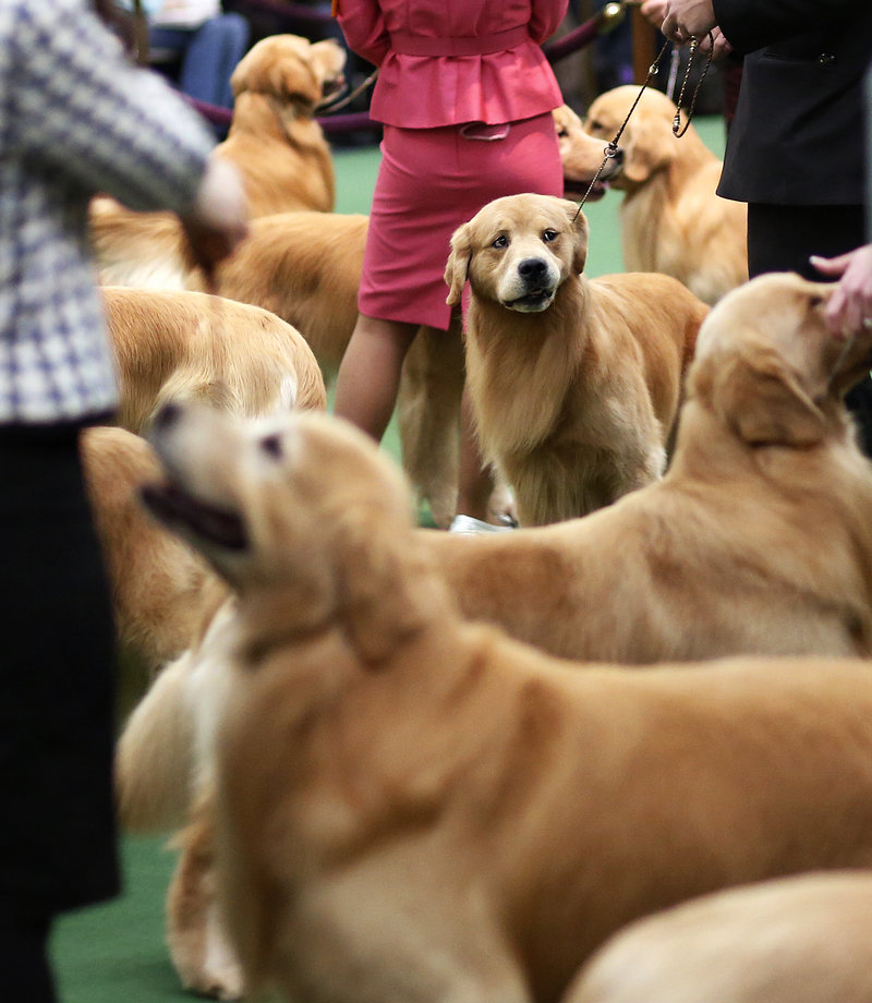 The best in breed competition for golden retrievers at the 137th annual Westminster Kennel Club Dog Show at Pier 94 in New York City, New York, Tuesday, February 12, 2013, featured 61 entries, making for a crowded show ring.