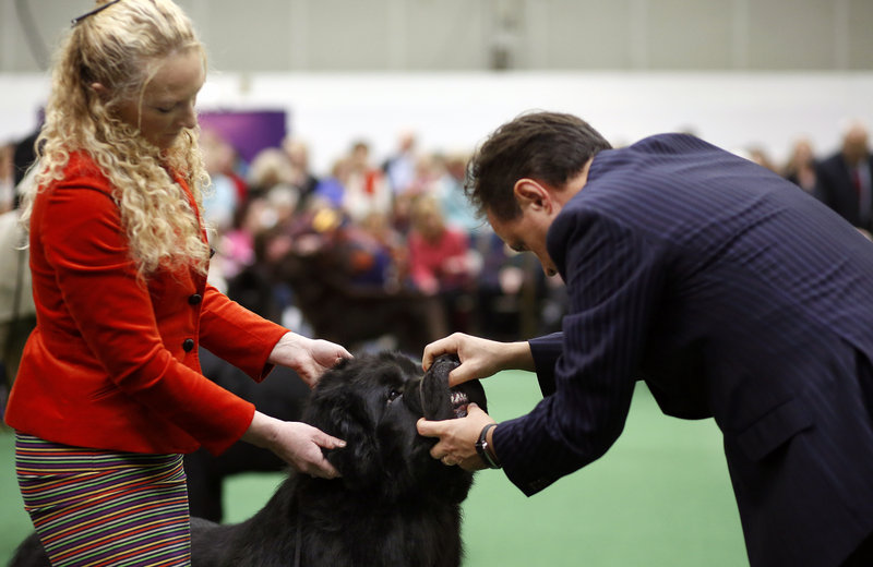 Quincy the Newfoundland, held by handler Karen Hansen at left, is examined by Judge Espen Engh during the best of breed competition at the 137th annual Westminster Kennel Club Dog Show at Pier 92 and Pier 94 in New York City, New York, Tuesday, February 12, 2013. Quincy is owned by Sue Mendleson of Washington, Maine.