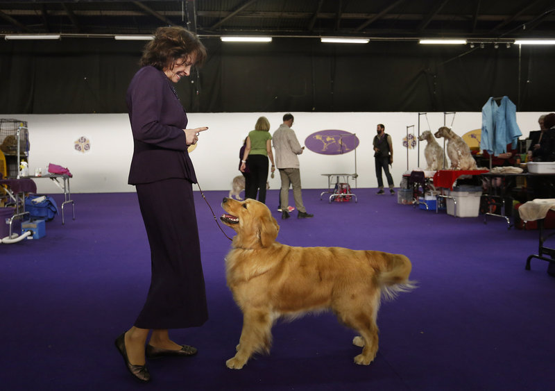 Maryterese Russo of Lebanon plays with her golden retriever Tassel Tuesday, Februrary 12, 2013, in the benching area of the 137th annual Westminster Kennel Club Dog Show at Pier 94 in New York City, New York, before walking to the best in breed competition.