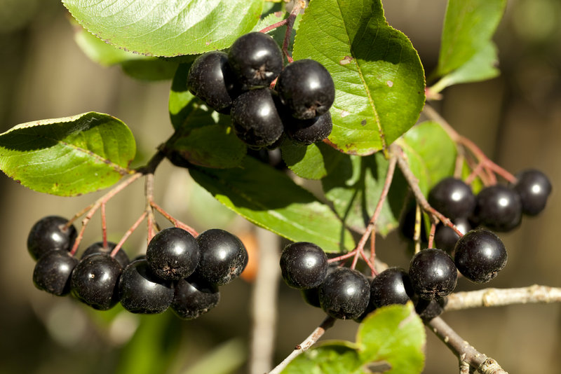 Aronia melanocarpa, or black chokecherries, are less sour than the red and purple.