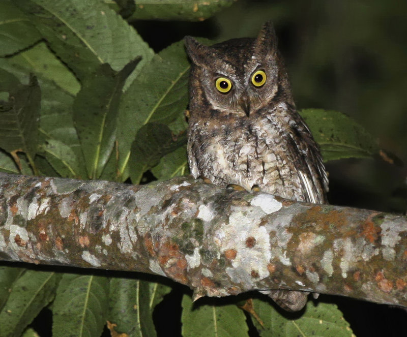 Researchers were tipped off to the presence of the Rinjani Scops owl by its distinctive call. The bird has been found only on Indonesia’s Lombok island.