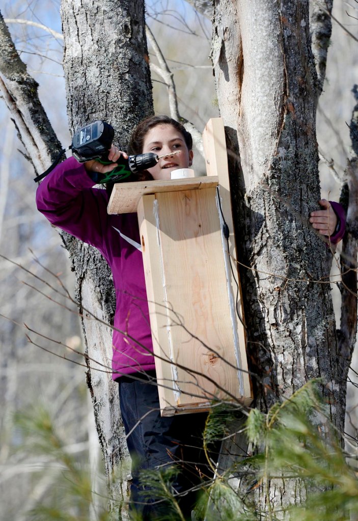 Emma Hall, 11, drills a hole so she can hang a nesting box for northern flickers, a medium-sized member of the woodpecker family.