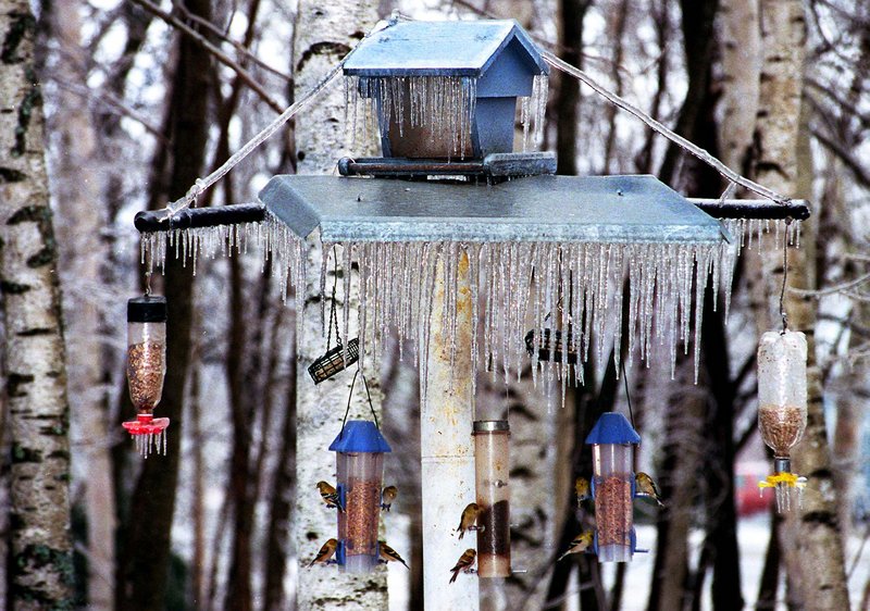 This homeowner has assured herself a diverse, year-round population of songbirds by giving them plenty of incentives to stay around. And if those feeders go empty, the birds probably will find a way to survive.