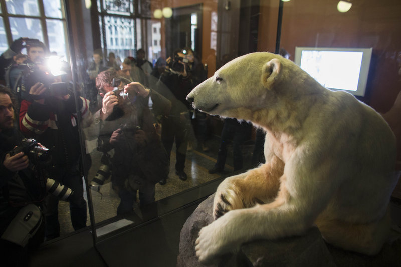 The late polar bear Knut is on display at the Natural History Museum in Berlin, Germany, on Friday.