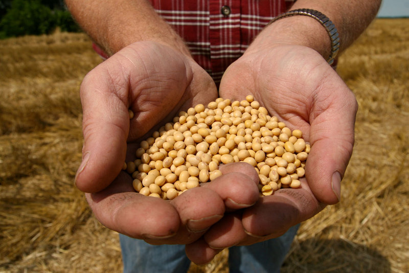 A farmer holds Monsanto’s “Roundup Ready” soybean seeds at his family farm in Bunceton, Mo.