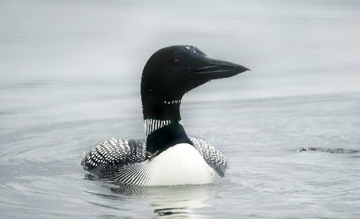 Sen. Anne Haskell, D-Portland, has proposed LD 730, which would expand a ban on lead fishing tackle in an effort to help prevent the poisoning of loons and other wildlife.