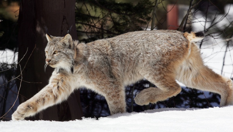 This April 2005 file photo shows a Canada lynx heading into the Rio Grande National Forest near Creede, Colo. Wildlife advocates have asked a federal court to force the government to come up with a recovery plan for Canada lynx 13 years after the snow-loving wild cats were declared a threatened species, according to a lawsuit filed Thursday March 14, 2013. (AP Photo/David Zalubowski, file)