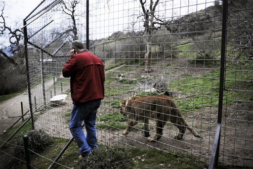 Dale Anderson, founder of Project Survival Cat Haven near Dunlap, Calif, walks Thursday with Pele, a female lion, at the same fenced habitat area where a day earlier Cat Haven sanctuary worker Dianna Hanson, 24, died from an attack by Cous Cous, a male lion twice the size of Pele, according to Anderson.