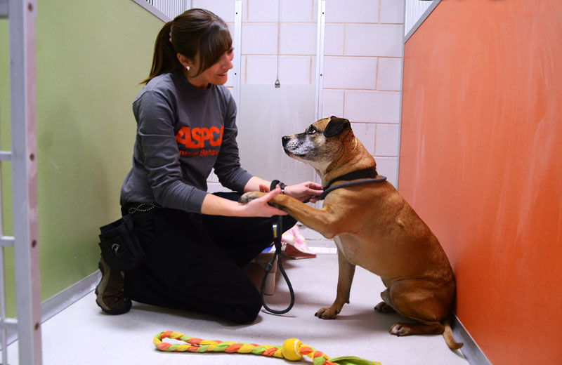 This undated publicity photo provided by the ASPCA shows Musketeer, a 5-year-old shepherd-pit bull mix, with Pia Silvani, vice president of training and behavior for St. Hubert's, in one of the "real rooms" at the ASPCA Behavioral Rehabilitation Center in Madison, N.J. The rooms simulate a home environment for dogs.