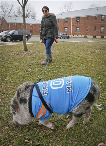 Danielle Forgione walks Petey, the family's pet pig, on Thursday in the Queens borough of New York. Forgione is scrambling to sell her second-floor apartment after a neighbor complained about 1-year-old Petey to the co-op board. In November and December she was issued city animal violations and in January was told by both the city and her management office that she needed to get rid of the pig.