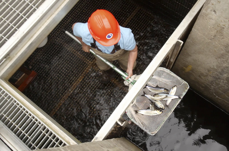 Lee Sochasky keeps a count of alewives at the Milltown Dam fishway in the Canadian province of New Brunswick last month. An effort is under way to overturn a 1995 Maine law, a move that could open fishways at other dams on the St. Croix River between Maine and Canada and expand the fish’s reach into a sprawling international watershed. But that effort has its detractors, too.
