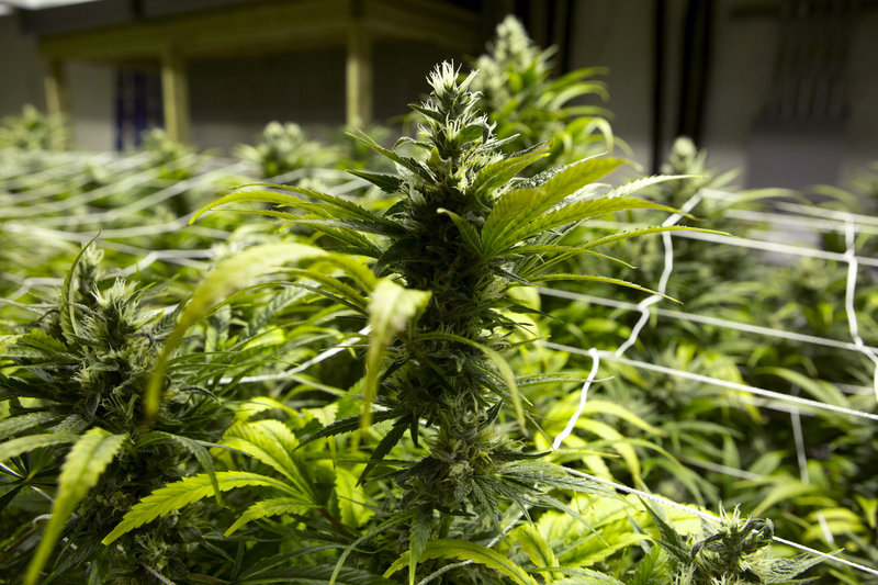 Marijuana plants are seen at a grow house in Colorado, where residents voted last fall to legalize marijuana for recreational use.