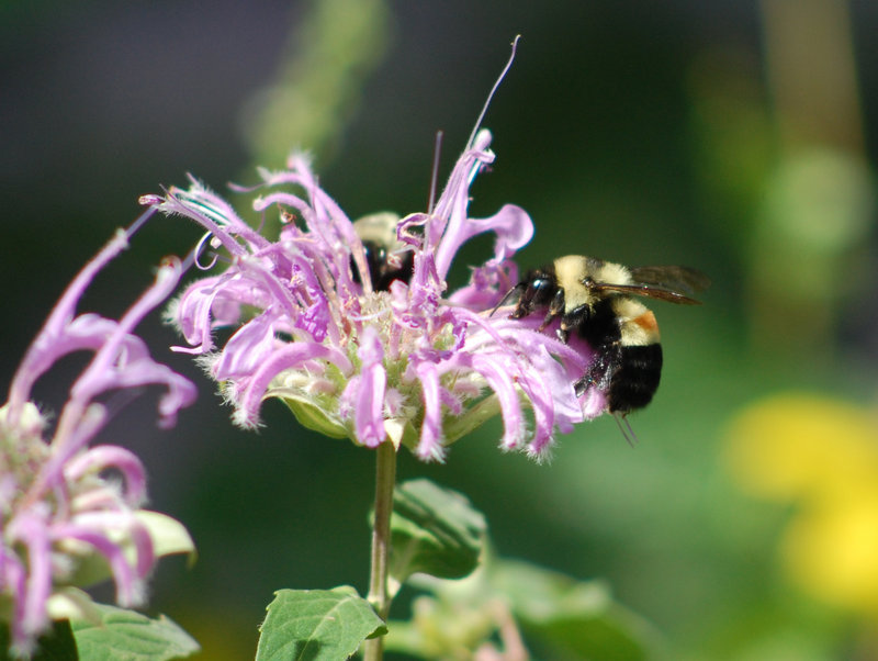 Photo provided by amateur Illinois bee spotter Johanna James-Heinz shows a rusty-patched bumblebee in 2008 in Peoria, Ill. It is one of four types of bumblebees researchers say is in trouble.