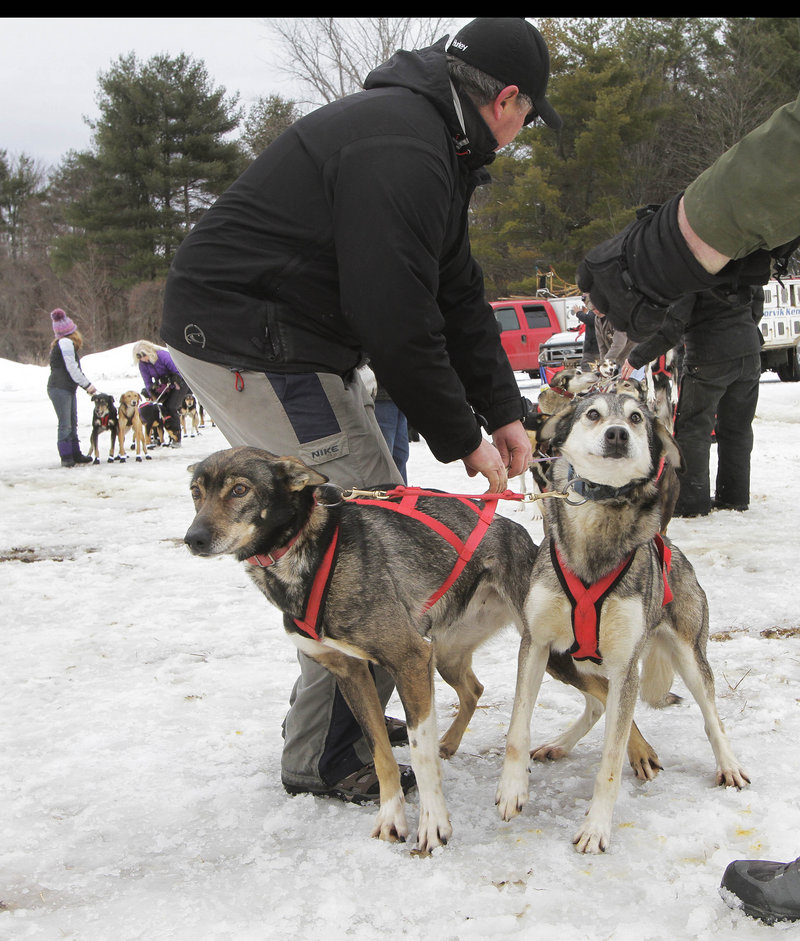 Lead dogs from Jim Blair's team from Eden, Vt., get ready to race at the start of the World Championship Sled Dog Derby, Friday, March 1, 2013 in Laconia, N.H. (AP Photo/Jim Cole)