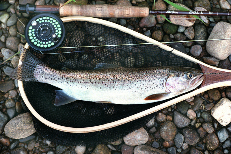 Rainbow trout can still be plentiful in the Upper Androscoggin, but the 18-to-20 -inchers seem to have given way to much smaller fish. Some area anglers still think that happy fishing days can be here again.
