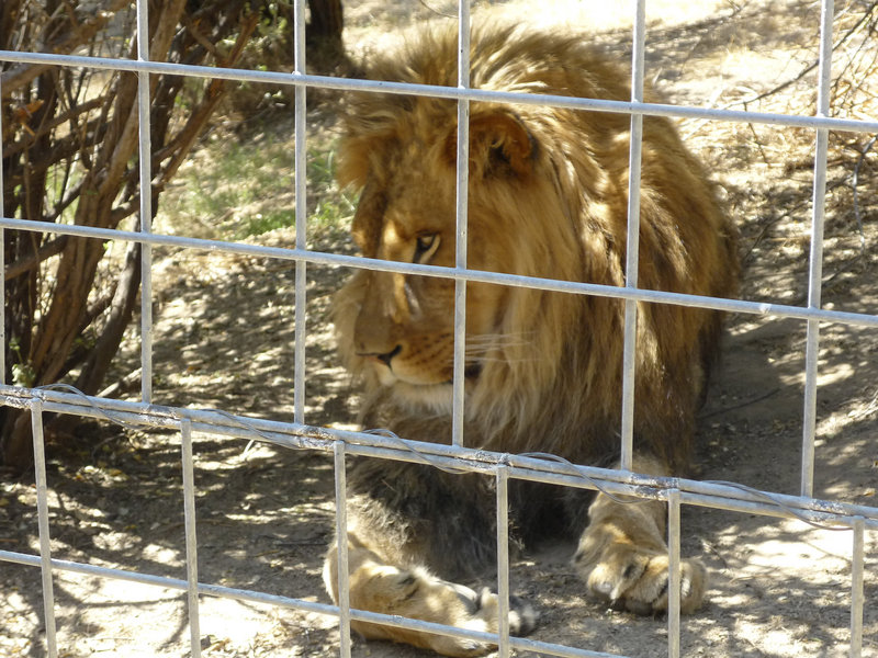 This 2012 photo provided by KFSN-TV shows a male African lion named Cous Cous at Cat Haven, a private wild animal park in Dunlap, Calif.