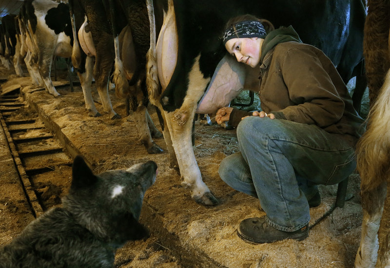 Alison Leary squirts a stream of milk into the mouth of her Australian cattle dog, Pepper, during morning milking chores last month. After the Saco farm closes its dairy operation, she plans to keep a few cows to produce enough milk to make products such as cheese and yogurt.