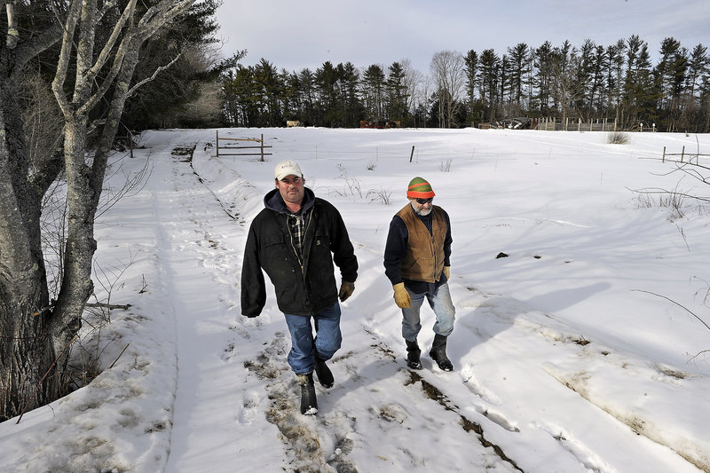 Chris Comstock, left, and his father, Carlton Comstock, walk back from checking on the family’s cattle Friday on their 97.9-acre farm in Scarborough. A $270,000 conservation easement bought by the town of Scarborough will protect the farm from development.